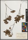 Foto von Salix myrtilloides L.
